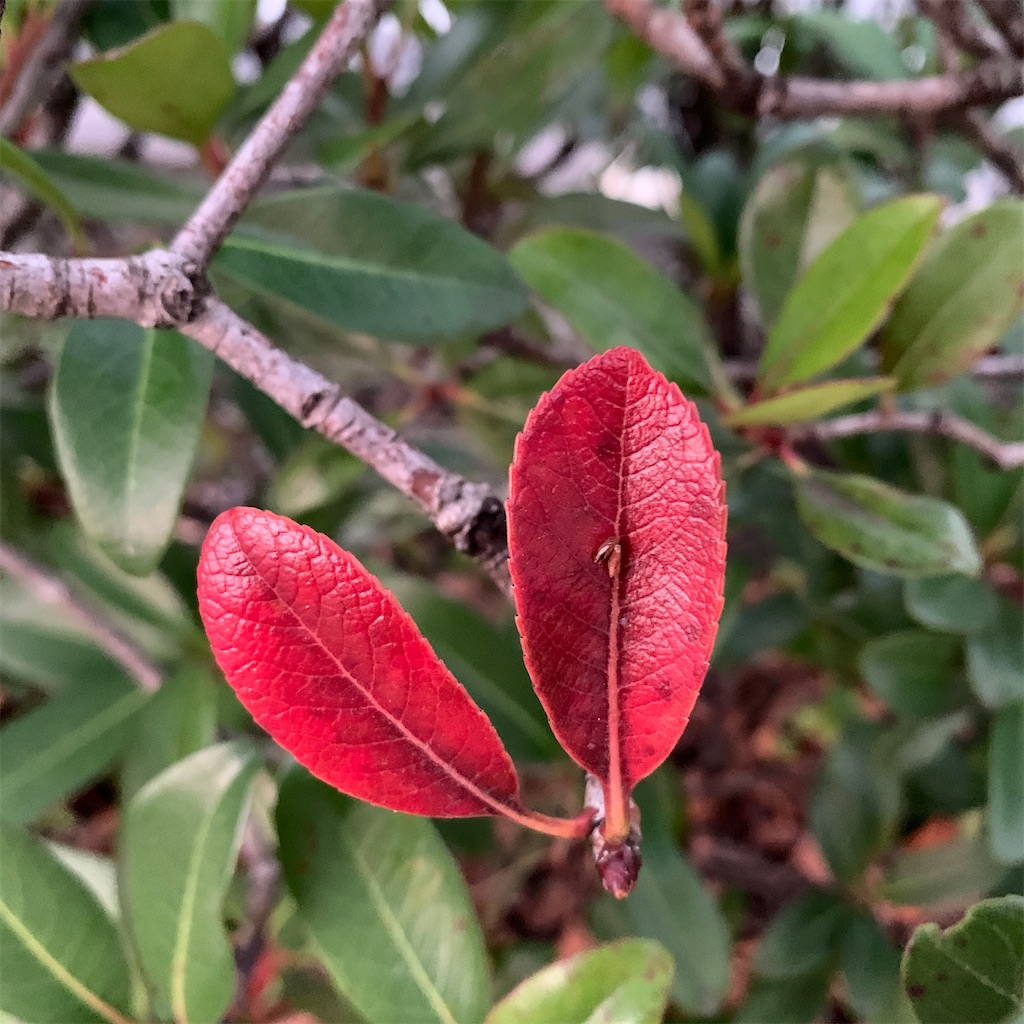 f:id:keikostyle:20201127071113j:image