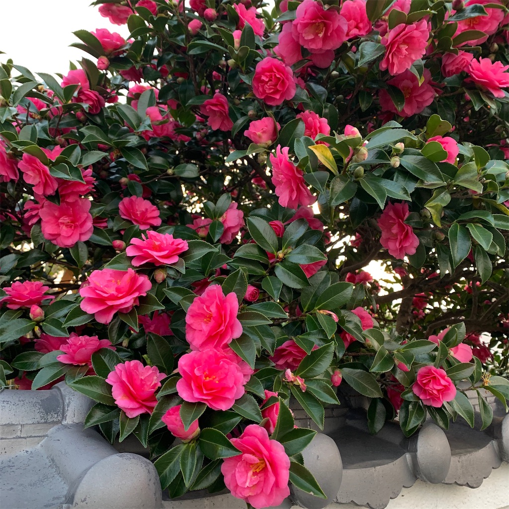 f:id:keikostyle:20201127071116j:image