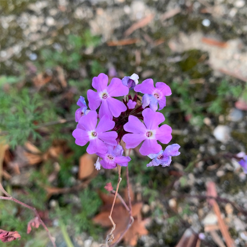 f:id:keikostyle:20201127071123j:image