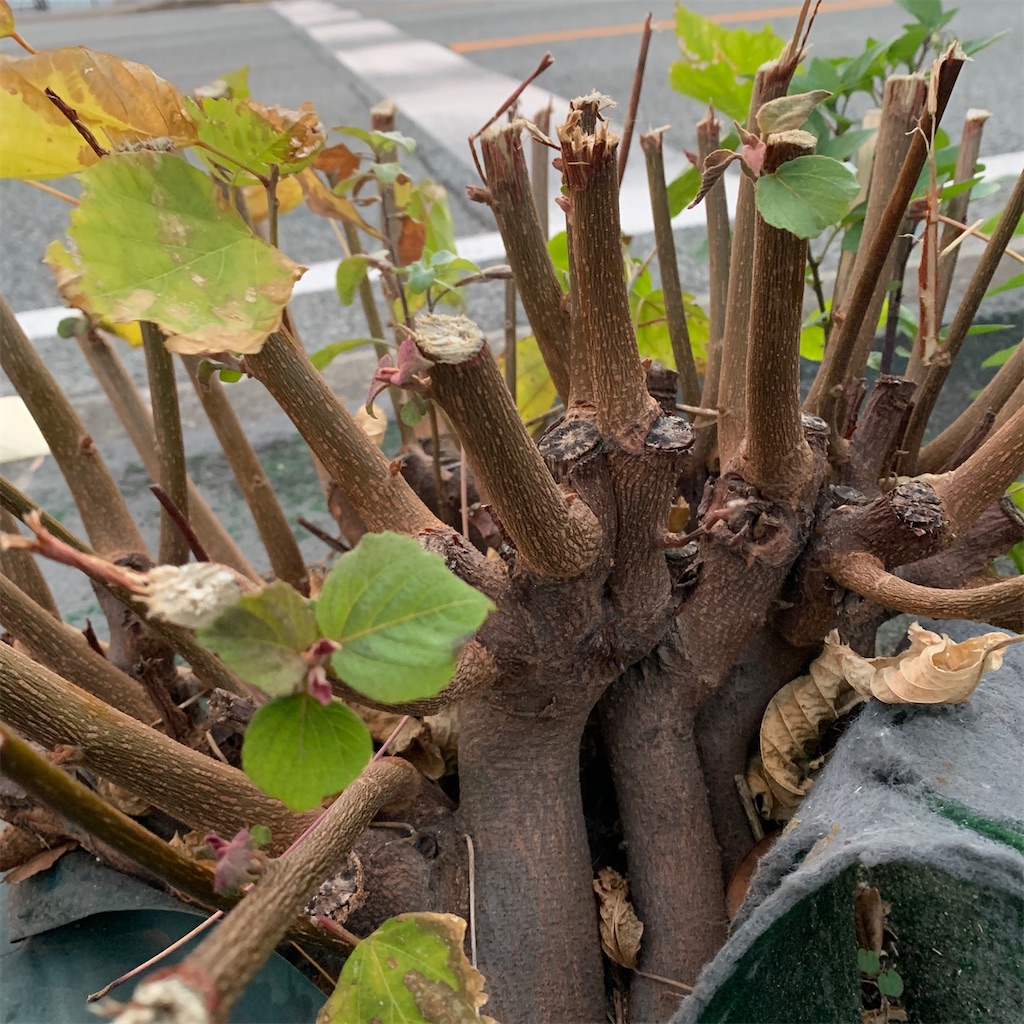 f:id:keikostyle:20201127071127j:image