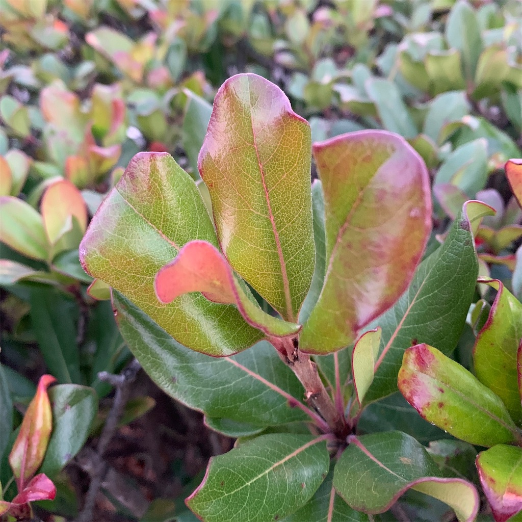 f:id:keikostyle:20201127071131j:image