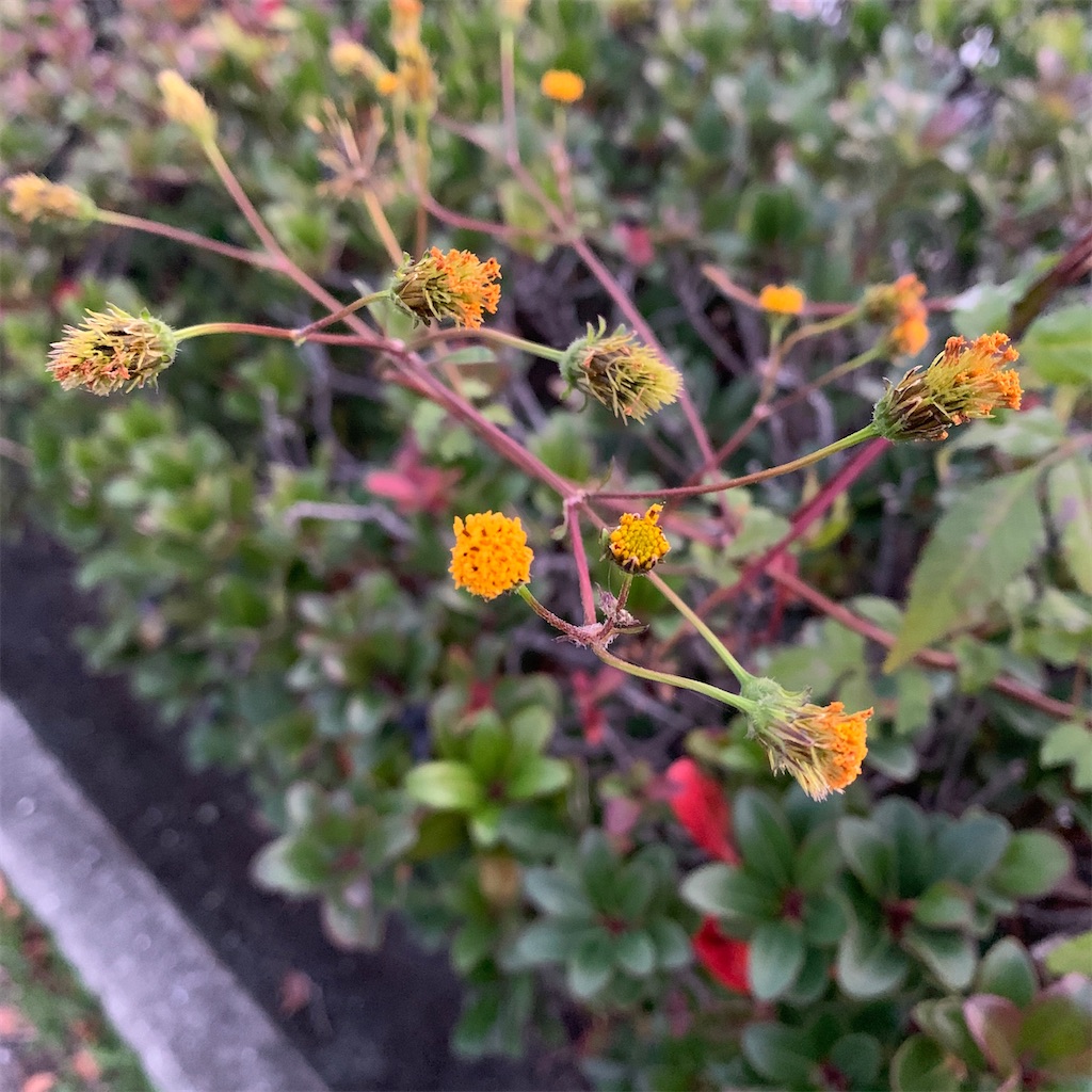 f:id:keikostyle:20201127071134j:image