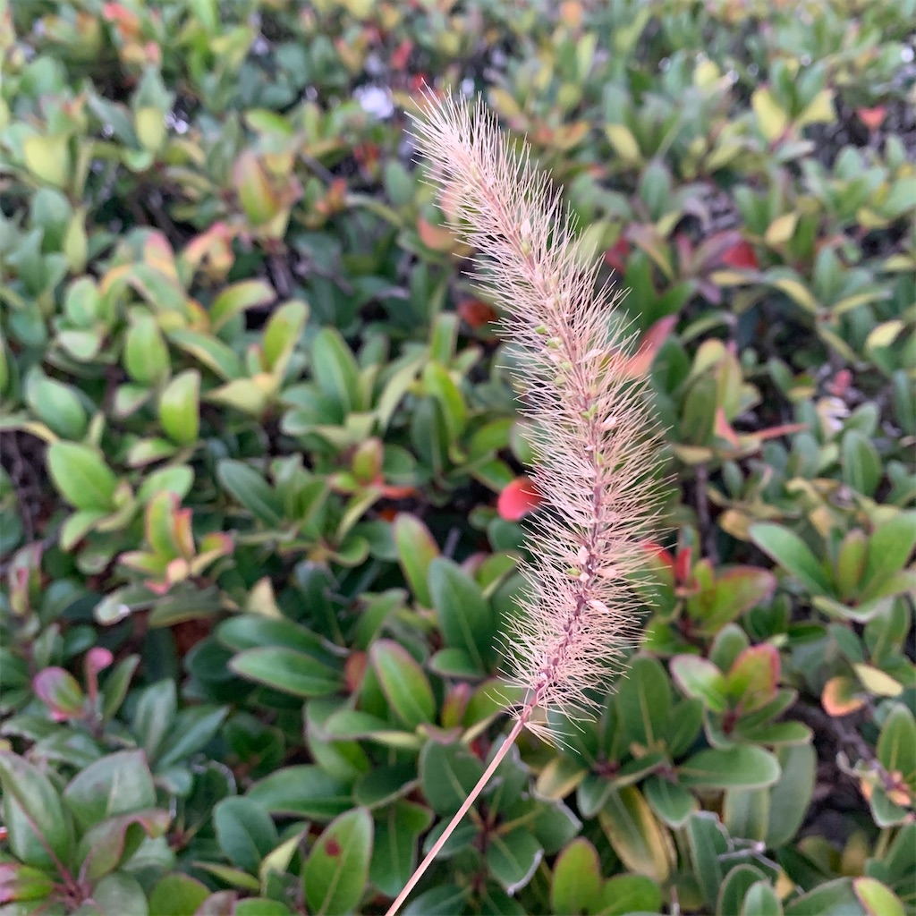 f:id:keikostyle:20201127071139j:image