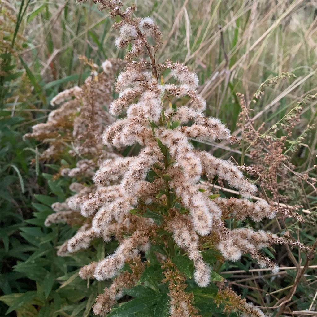 f:id:keikostyle:20201127071142j:image