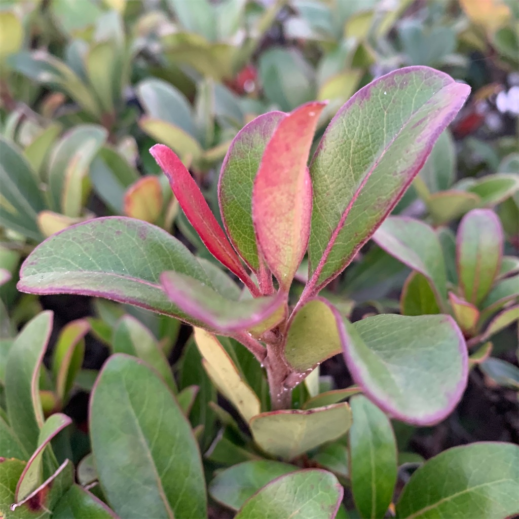 f:id:keikostyle:20201127071153j:image