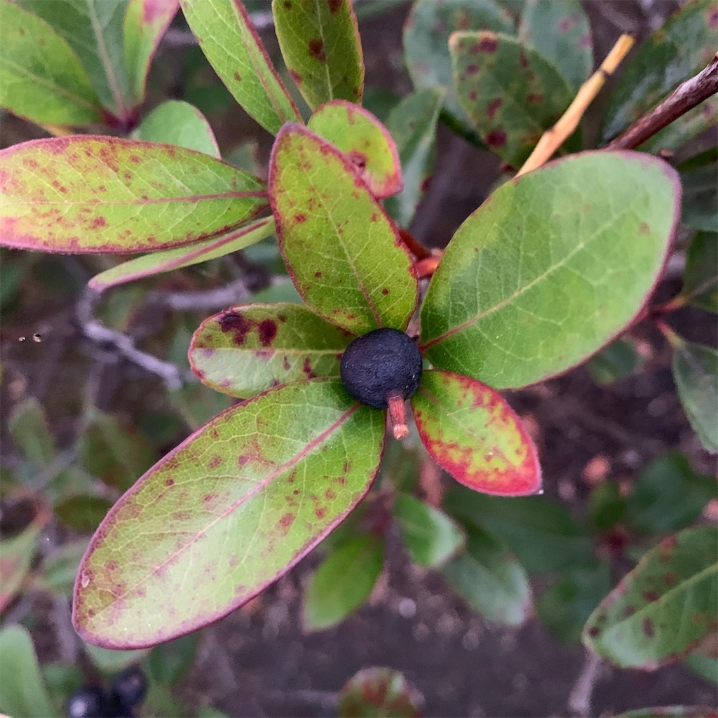 f:id:keikostyle:20201127071159j:image