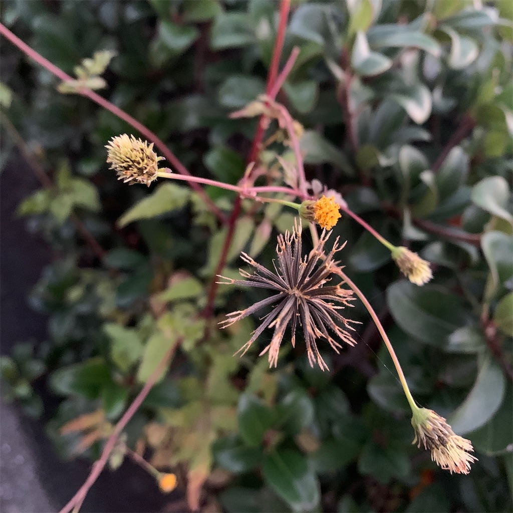 f:id:keikostyle:20201127071204j:image