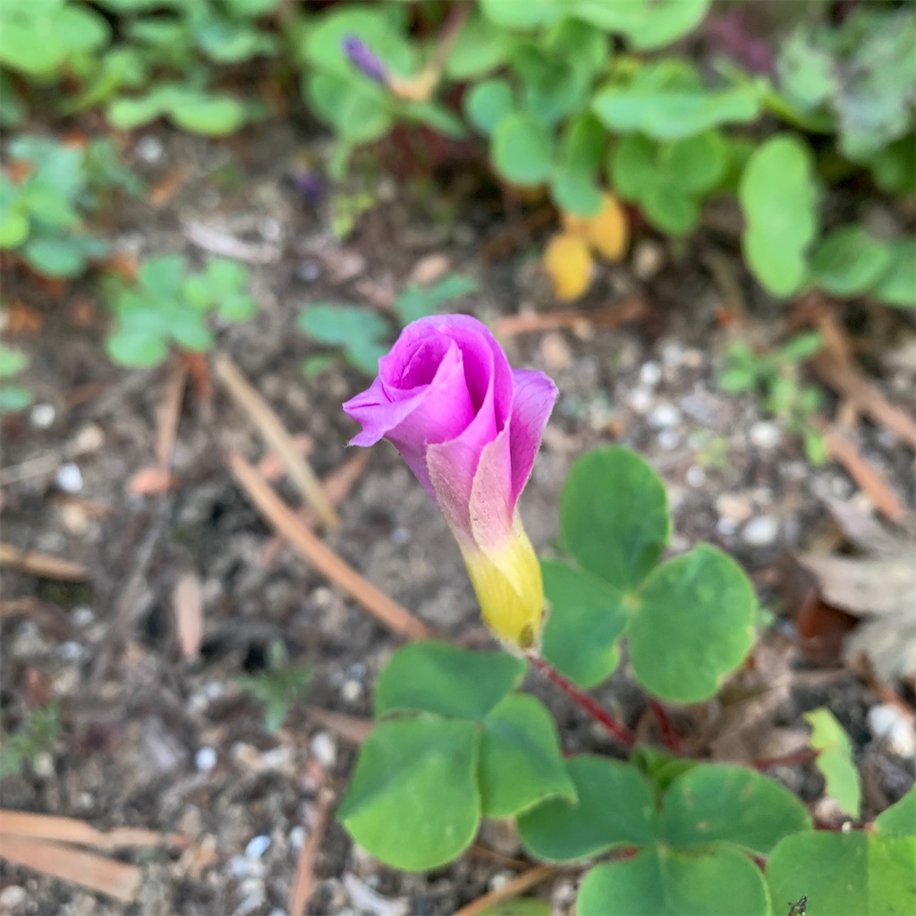 f:id:keikostyle:20201127071211j:image