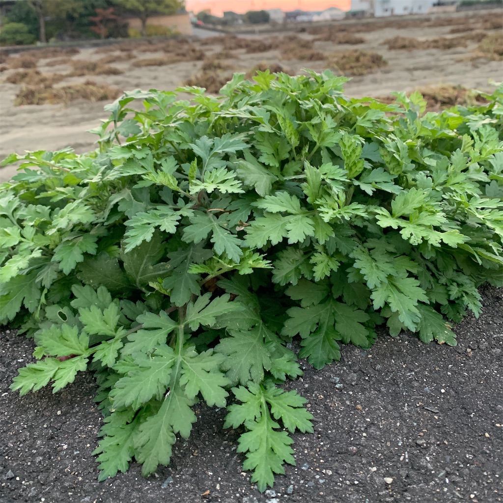 f:id:keikostyle:20201127071215j:image