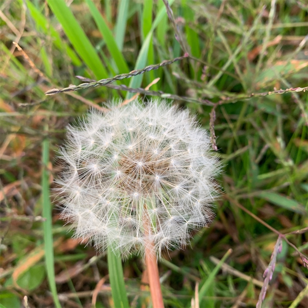 f:id:keikostyle:20201127071222j:image