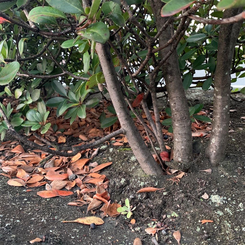 f:id:keikostyle:20201127071226j:image