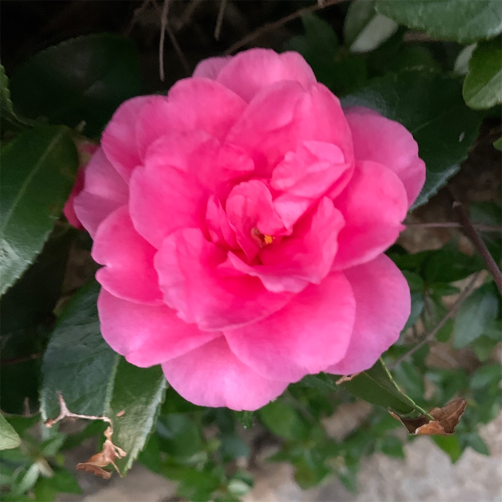 f:id:keikostyle:20201128071215j:image