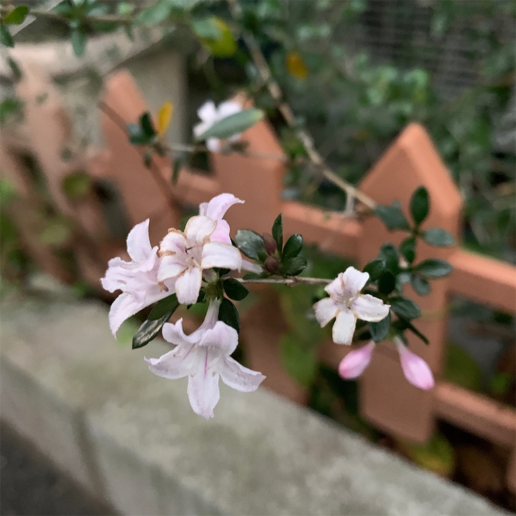 f:id:keikostyle:20201128071218j:image