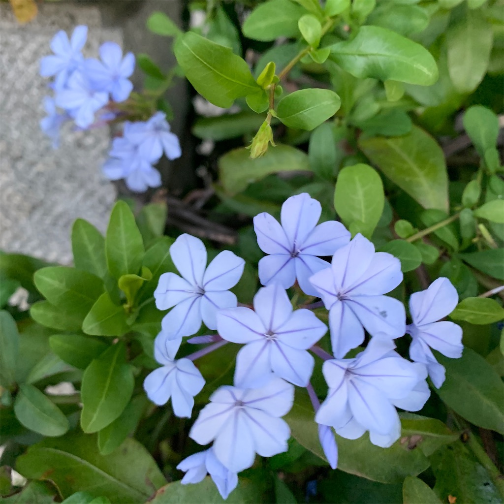 f:id:keikostyle:20201128071228j:image