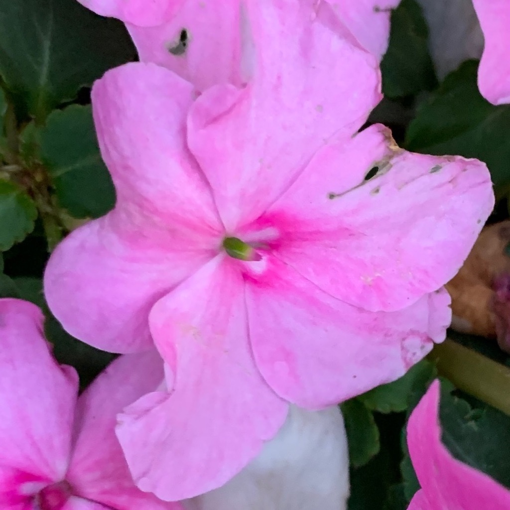 f:id:keikostyle:20201128071252j:image