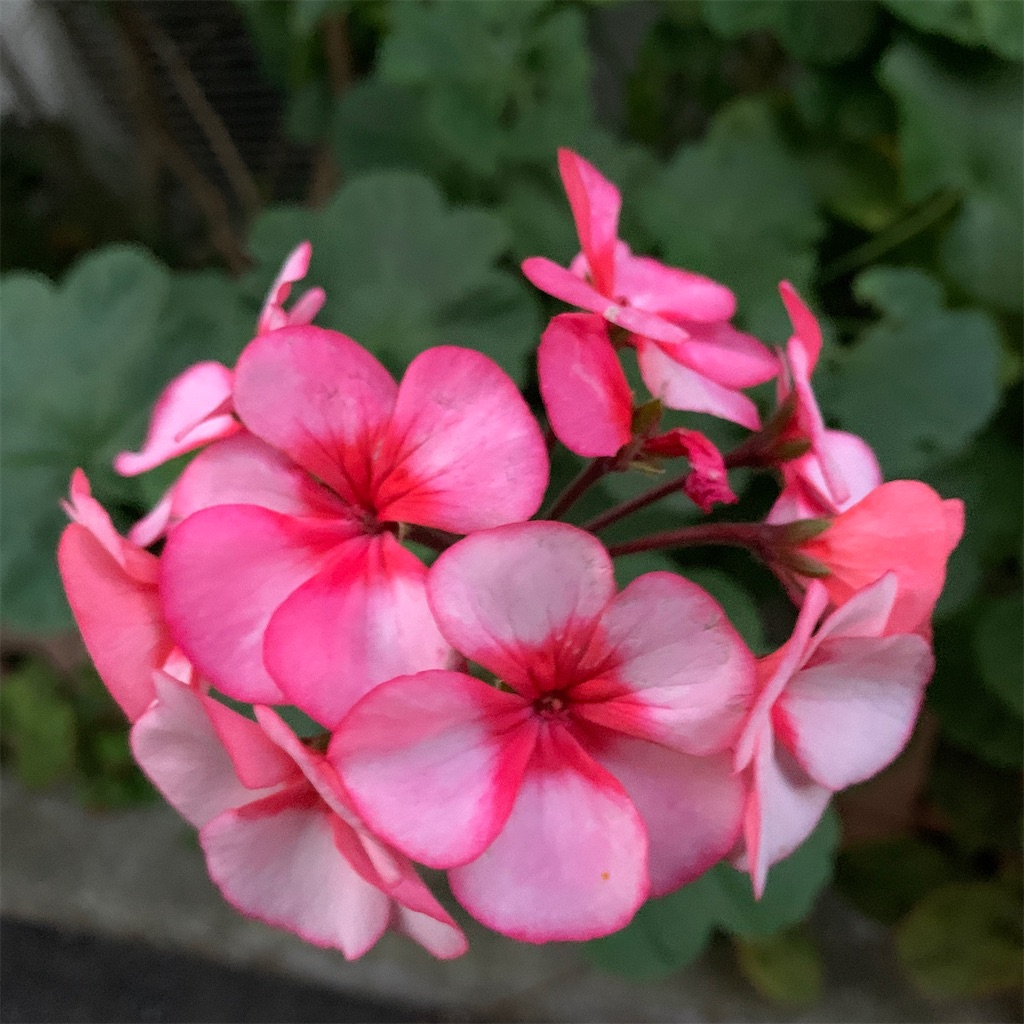 f:id:keikostyle:20201128071255j:image