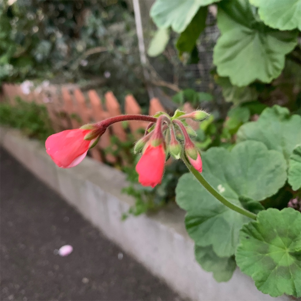 f:id:keikostyle:20201128071316j:image
