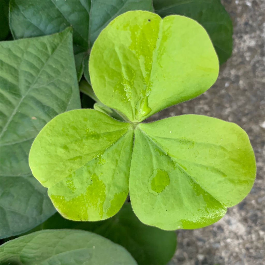 f:id:keikostyle:20201129071506j:image