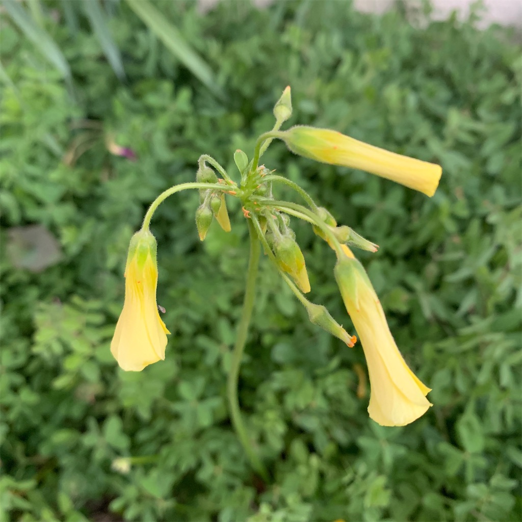 f:id:keikostyle:20201129071510j:image