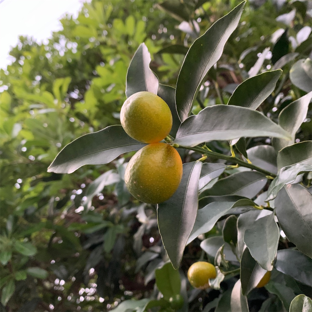 f:id:keikostyle:20201129071514j:image