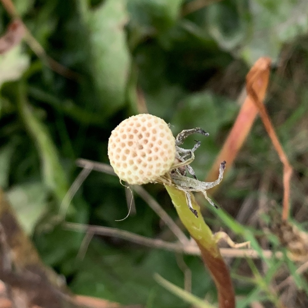 f:id:keikostyle:20201129071518j:image