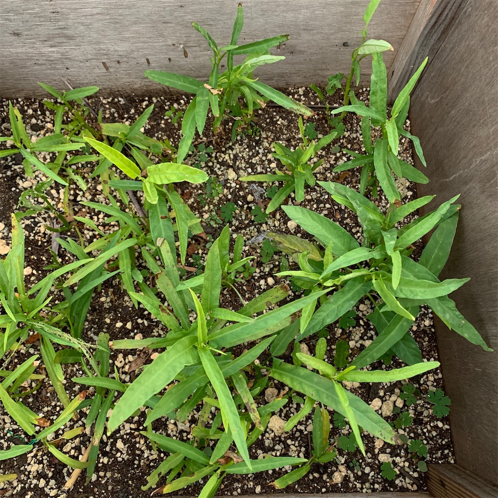 f:id:keikostyle:20201129071521j:image