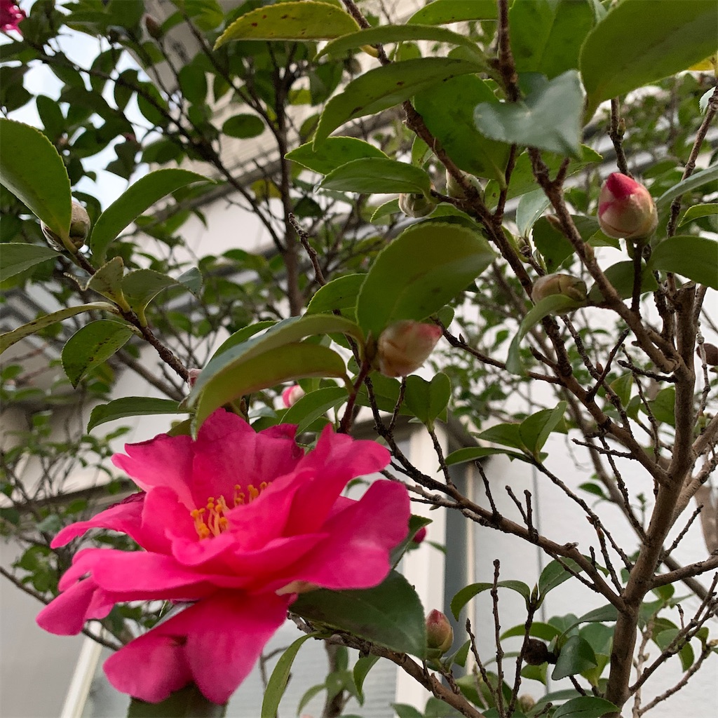 f:id:keikostyle:20201129071524j:image