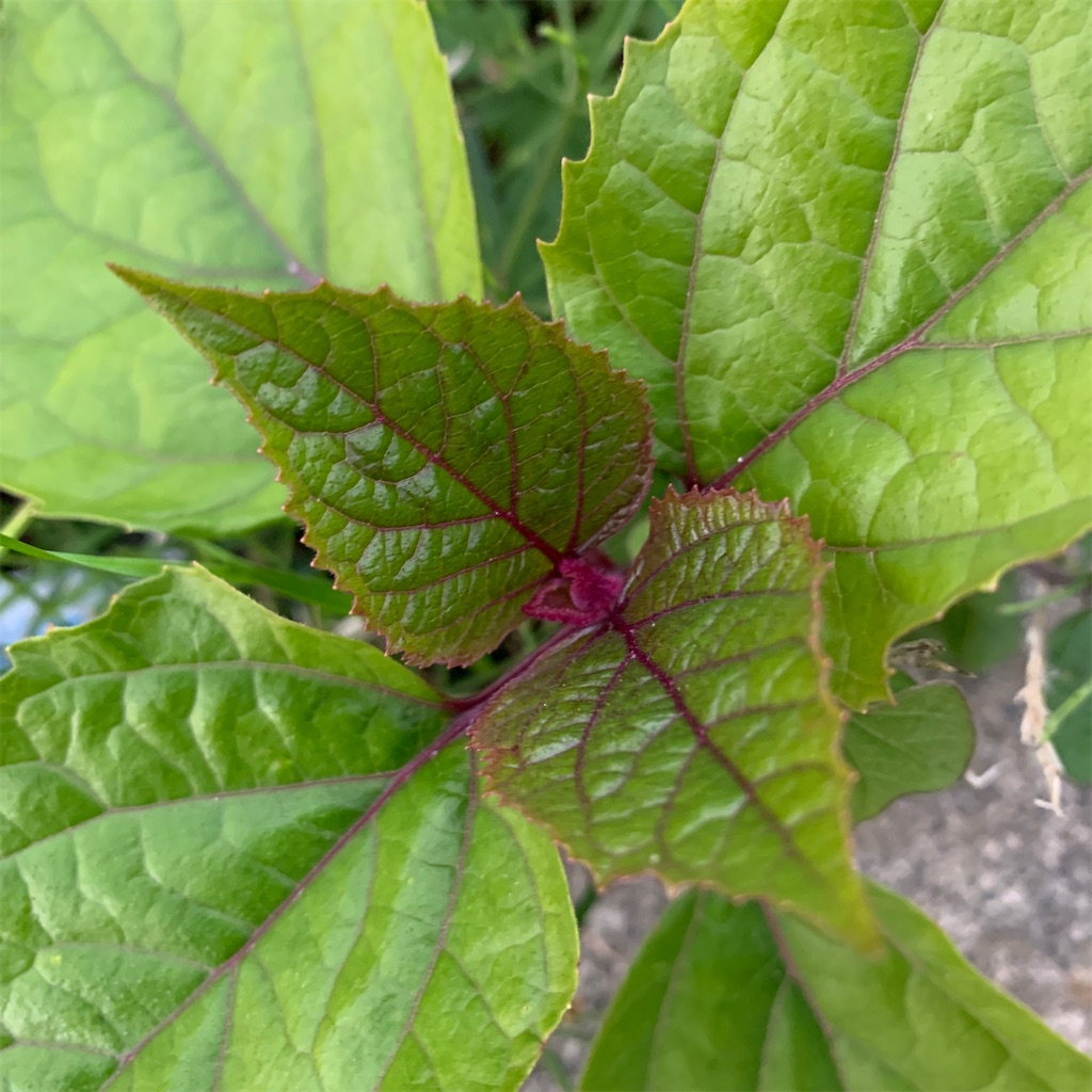 f:id:keikostyle:20201129071528j:image