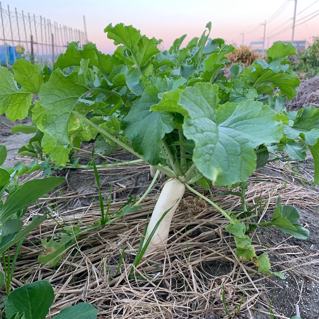 f:id:keikostyle:20201129071535j:image