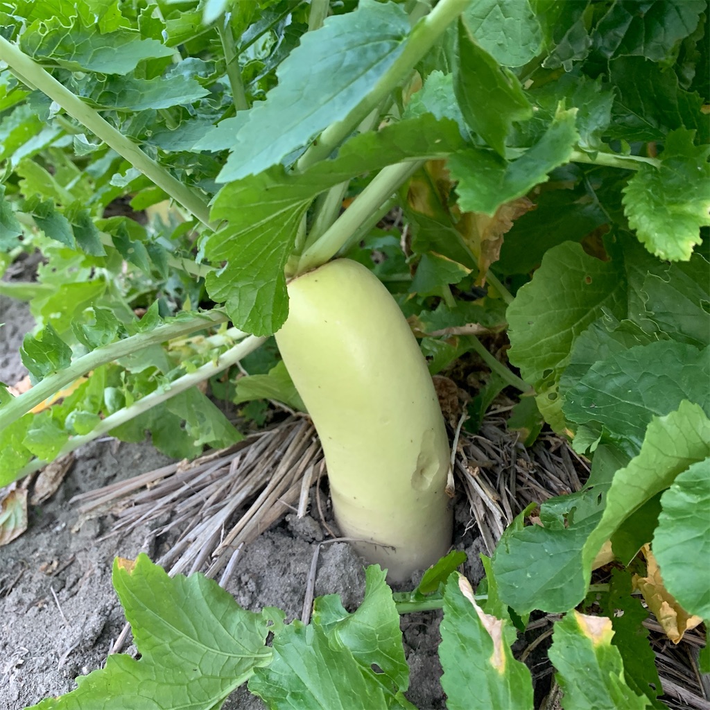 f:id:keikostyle:20201129071542j:image