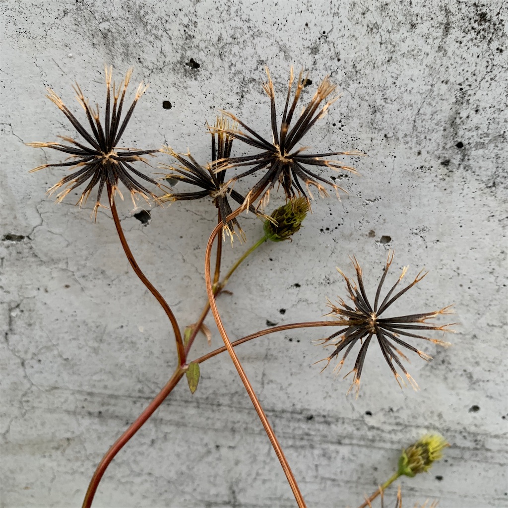 f:id:keikostyle:20201129071550j:image