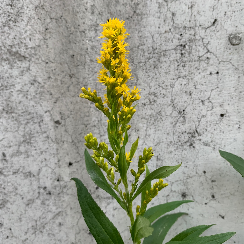 f:id:keikostyle:20201129071601j:image