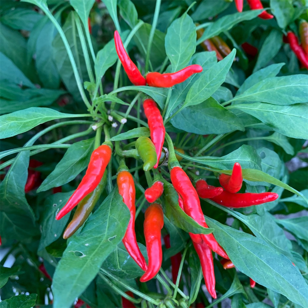 f:id:keikostyle:20201129071604j:image