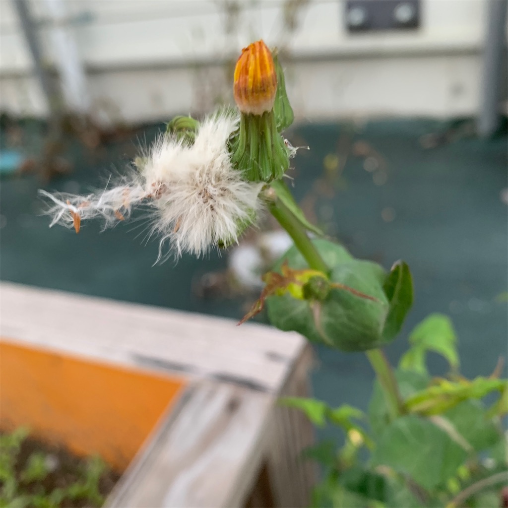 f:id:keikostyle:20201129071611j:image