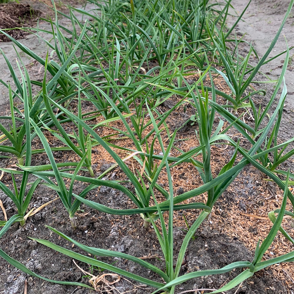 f:id:keikostyle:20201129071618j:image