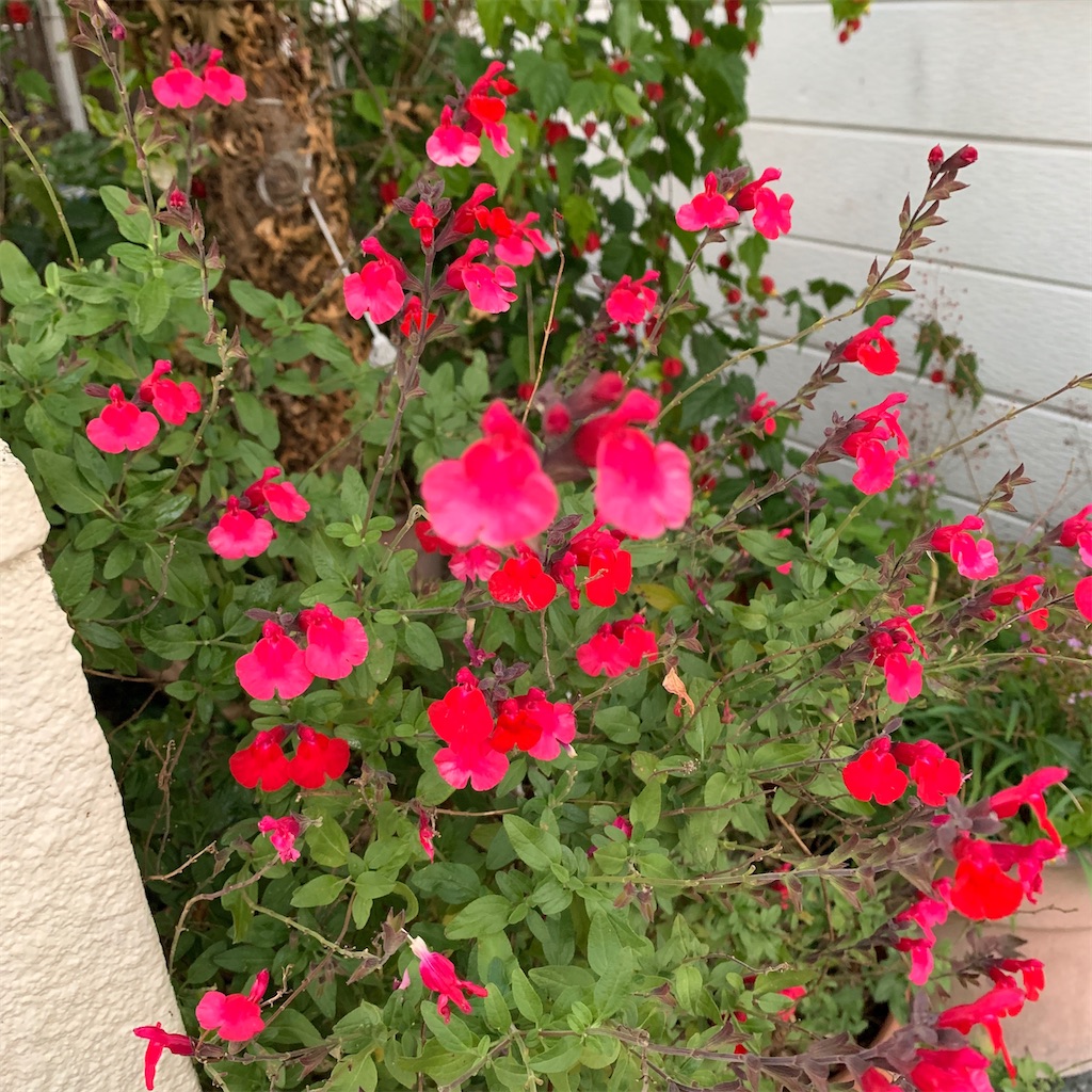 f:id:keikostyle:20201129071628j:image