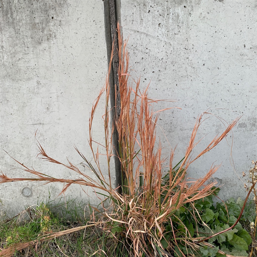 f:id:keikostyle:20201129071639j:image