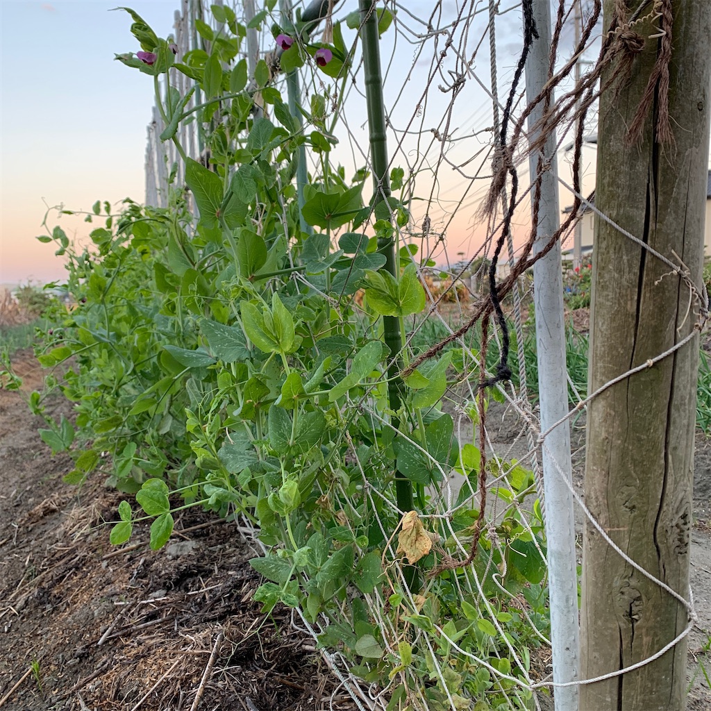 f:id:keikostyle:20201129071643j:image