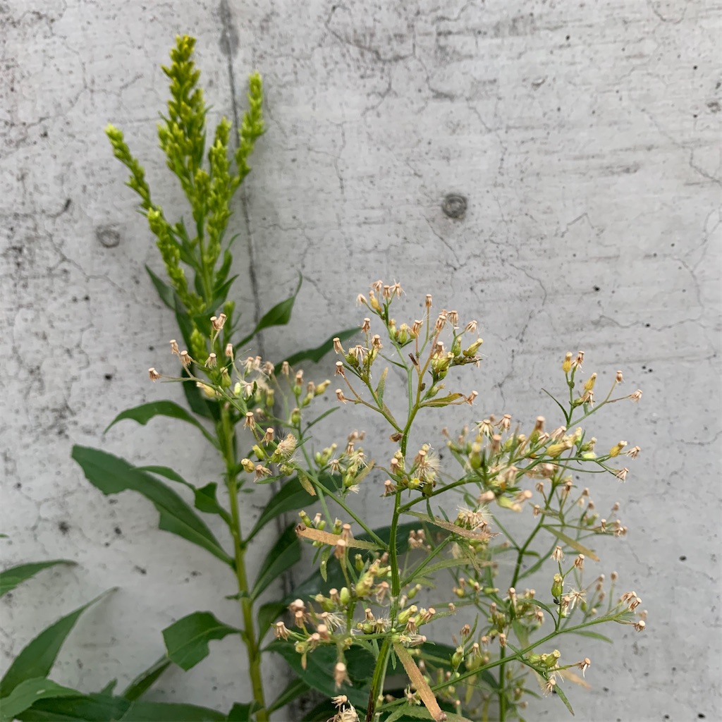 f:id:keikostyle:20201129071646j:image