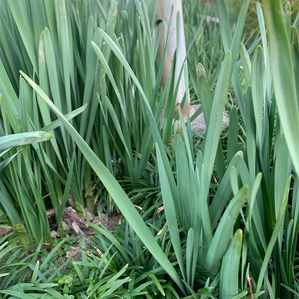 f:id:keikostyle:20201129071735j:image