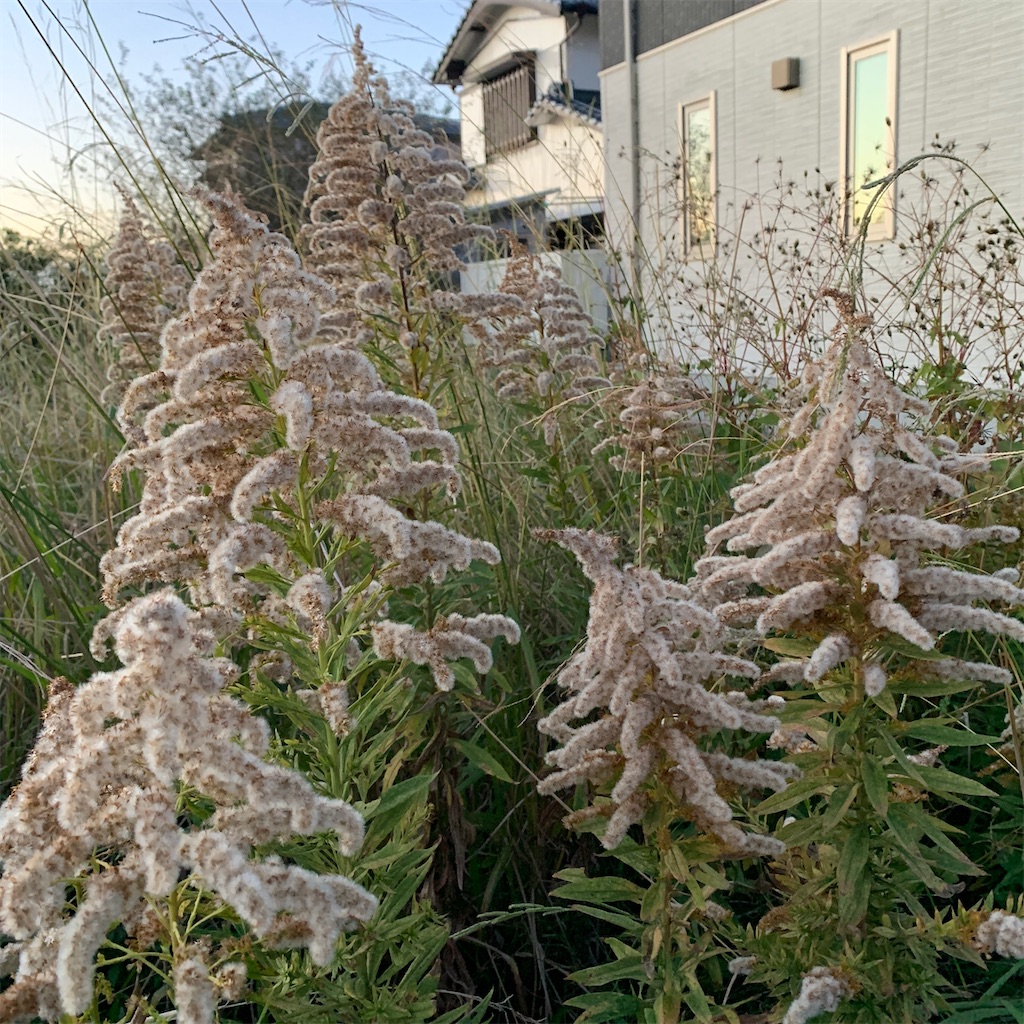 f:id:keikostyle:20201204071653j:image