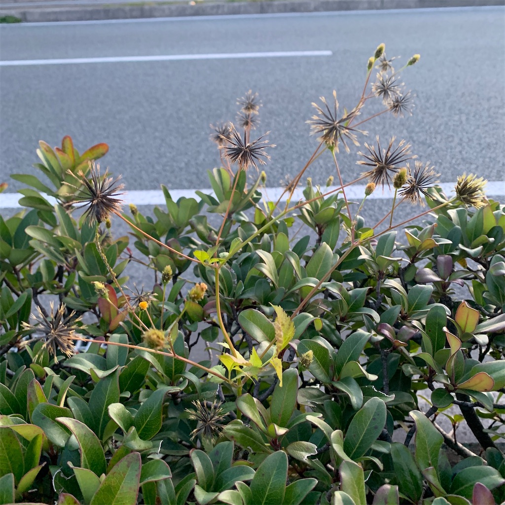 f:id:keikostyle:20201204071722j:image