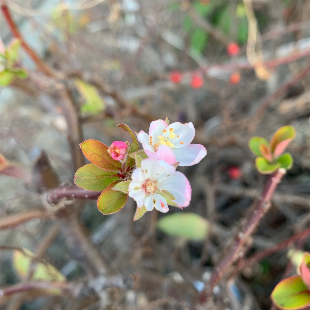 f:id:keikostyle:20201204071739j:image