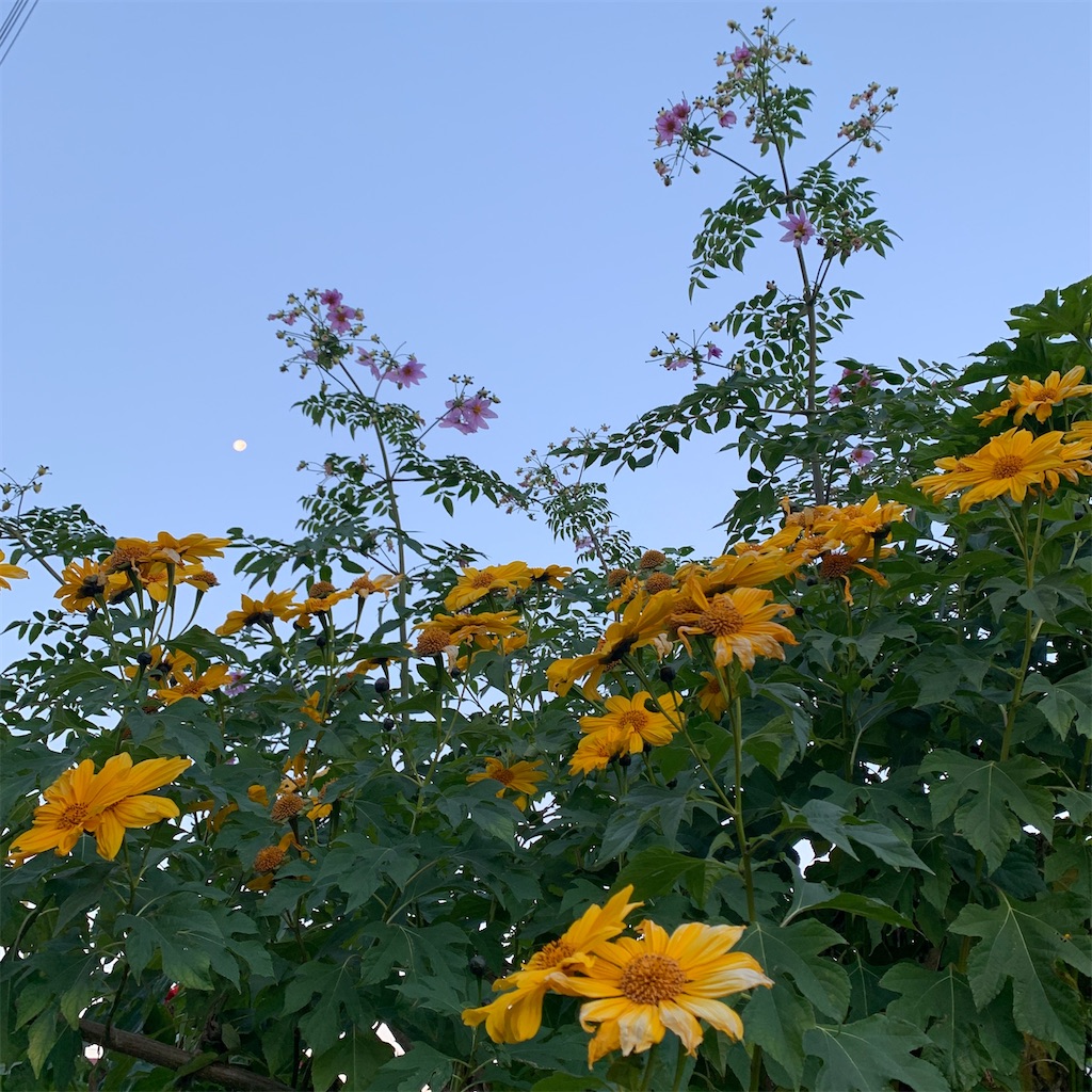 f:id:keikostyle:20201204071813j:image
