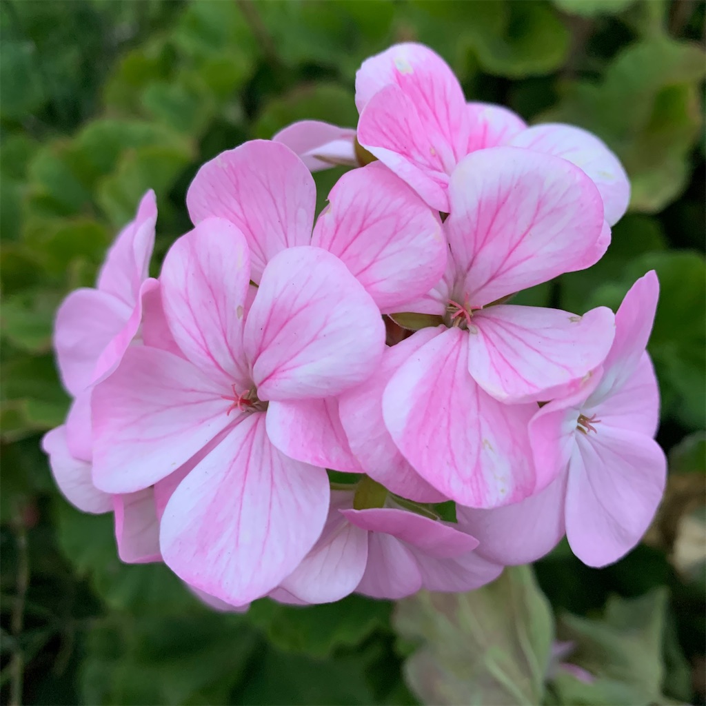 f:id:keikostyle:20201209070615j:image