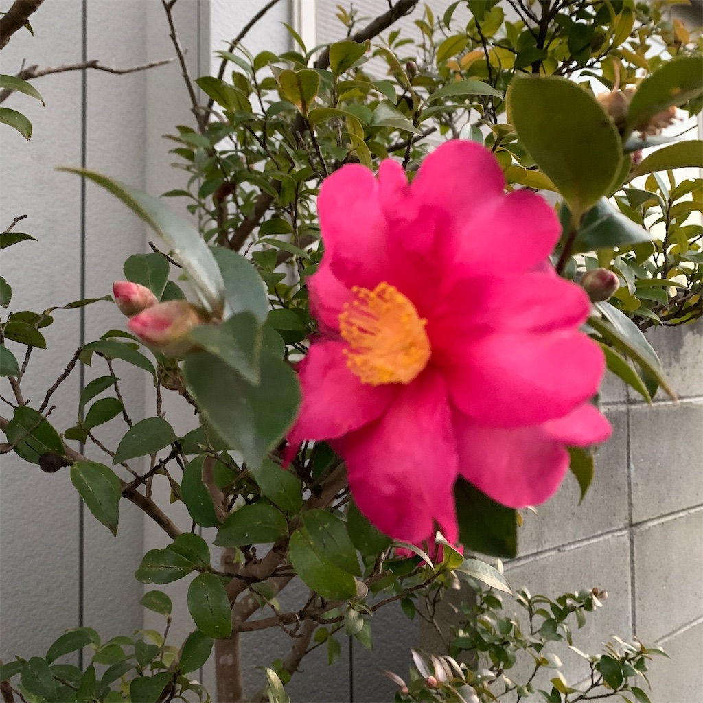 f:id:keikostyle:20201217072118j:image