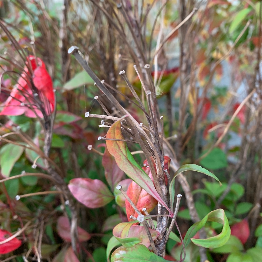 f:id:keikostyle:20201217072210j:image