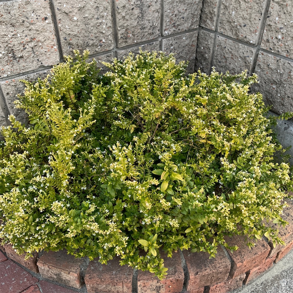 f:id:keikostyle:20201222072340j:image