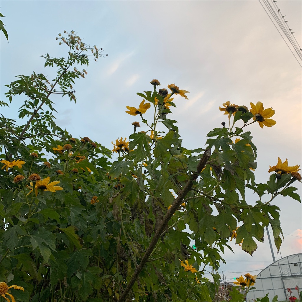 f:id:keikostyle:20201227075159j:image