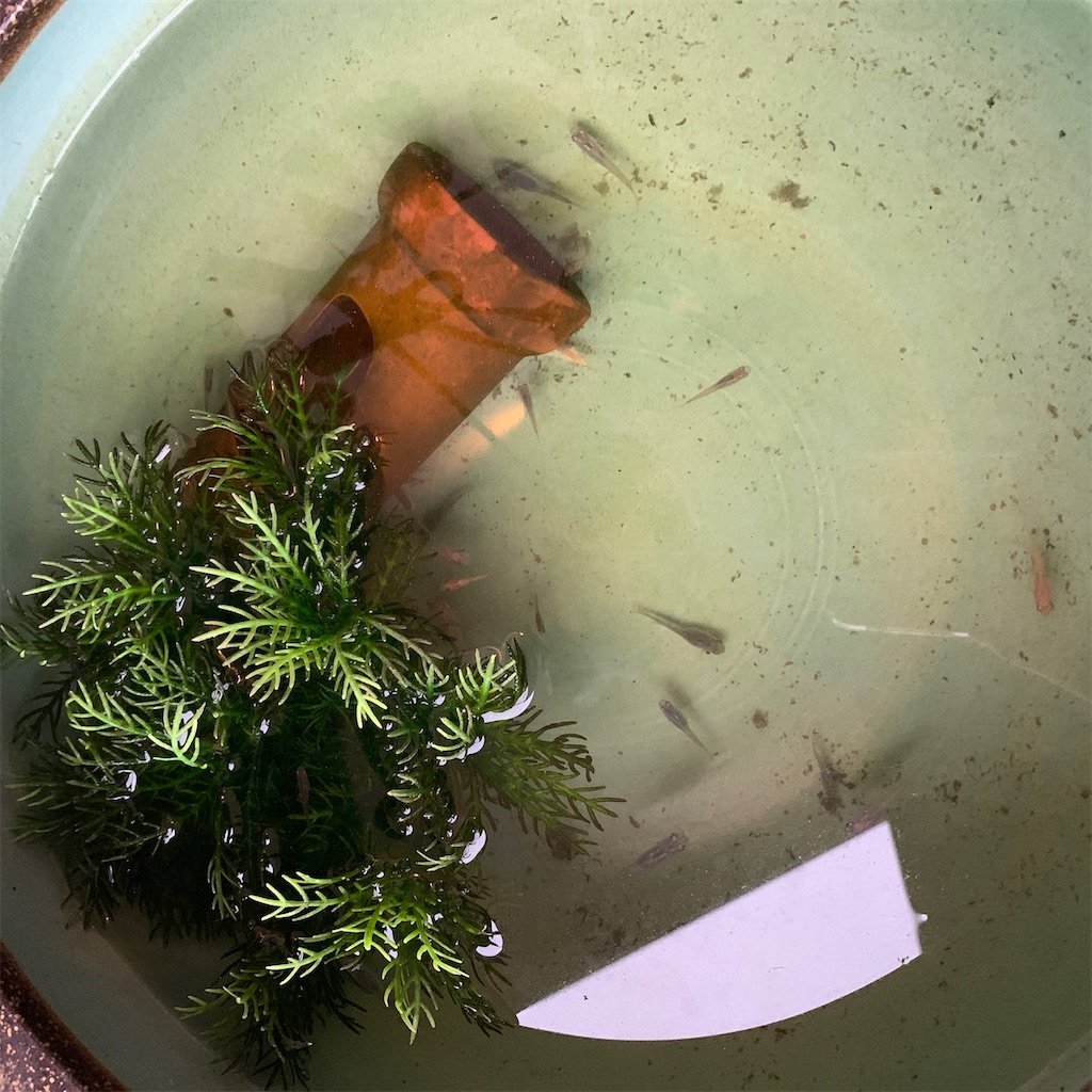 f:id:keikostyle:20210124192848j:image